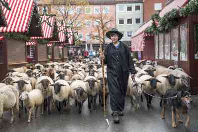 Tim Gackstatter leads 600 sheep through the centre of Nuremberg towards their winter quarters on the other side of town