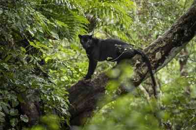A black panther, or melanistic leopard, in Kabini National Park, south India