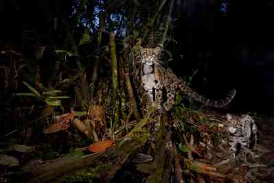 A clouded leopard in eastern India
