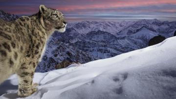 A snow leopard in Ladakh, northern India