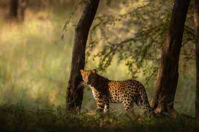 An Indian leopard in Ranthambore National Park, India