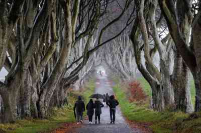 Work has started to remove six beech trees and prune several others in the Dark Hedges in Co Antrim